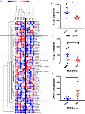 Multiple Myeloma Cells Alter Adipogenesis, Increase Senescence-Related and Inflammatory Gene Transcript Expression, and Alter Metabolism in Preadipocytes